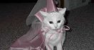 pcatprincess.jpg