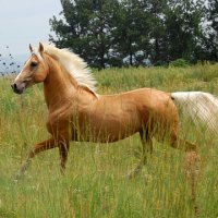 Palomino.jpg