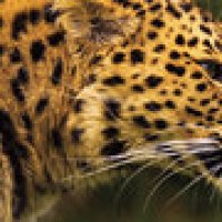 amurleopard_1600x600px_by_sangosfeline123-d63jopw.jpg