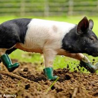 pig-in-boots-lrg.jpg