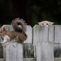 cat hunting squirrel.jpg