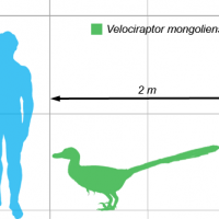 Vraptor-scale.png