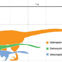 800px-Dromie_scale.png