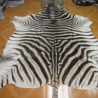 Real_Zebra_Skin_Rug.jpg