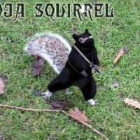 Ninja-Squirrel.jpg