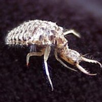 antlion_larva01.jpg