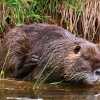 Rodent.jpg