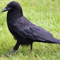 crow-in-seattle-on-grass.jpg