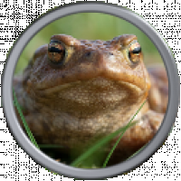 Toad.png