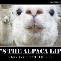 Alpaca-Lips.jpg