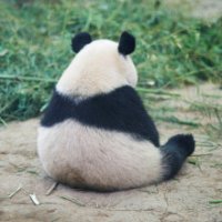 panda-back.jpg