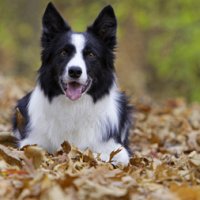 dog-adoption-border-collie-jet-hitesman.jpg