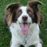 dog-adoption-border-collie-Joy-Maddick.jpg