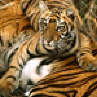 bengal tiger-Nat. Geo.jpg
