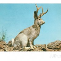 jackalope.jpg