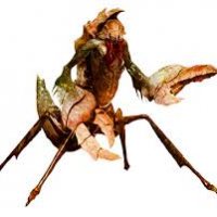 chuul 001.jpg