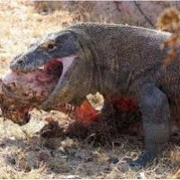 komodo dragon 001.jpg
