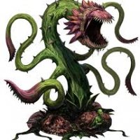 flytrap, giant.jpg