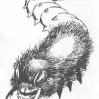 tenebrous worm.jpg