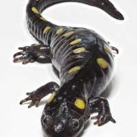 Salamander 001.jpg