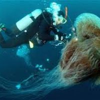 jellyfish, giant 001.jpg