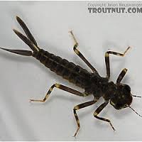 nymph 002.jpg