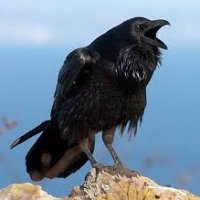 raven 001.jpg