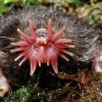 Brain mole 002.jpg