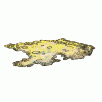 yellowmold.gif