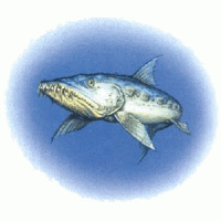 fishasca.gif
