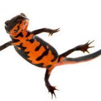 fire newt 002.jpg