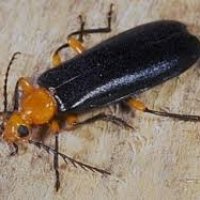 fire beetle 001.jpg