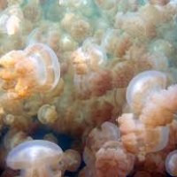 jellyfish swarm 001.jpg