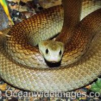 snake taipan.jpg