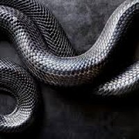 snake, black mamba.jpg