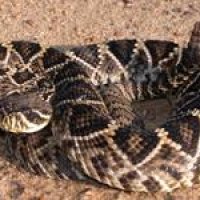 snake, diamondback rattler.jpg