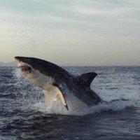 shark.jpg
