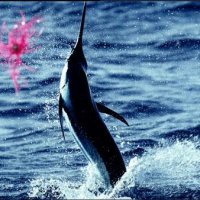marlinjump.jpg