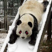 panda on a slide - evil.jpg