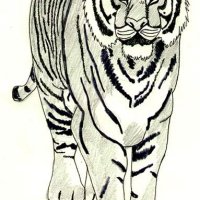tyger.jpg