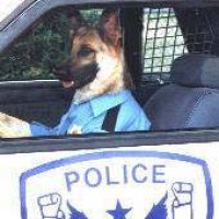 police_dog.jpg