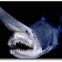 goblin shark.jpg