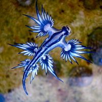 tmp_3376-Blue_dragon-glaucus_atlanticus_(8599051974)-1006022159.jpg