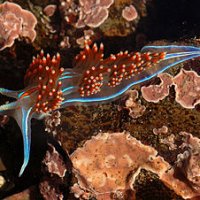 tmp_3376-320px-Hermissenda_crassicornis_1-2042828074.jpg