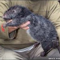 Rat, giant rous(sumatran).jpg