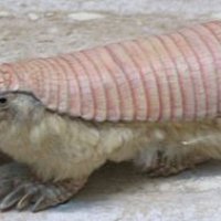 tmp_14222-Pink_Fairy_Armadillo_(Chlamyphorus_truncatus)_(cropped)882574104.jpg