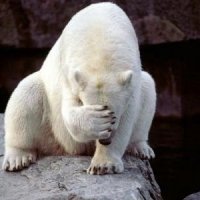 polar-bear-facepalm.jpg