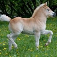 pony 001.jpg