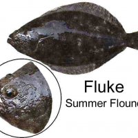 fluke.jpg