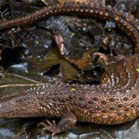 earless-monitor-lizard01.jpg